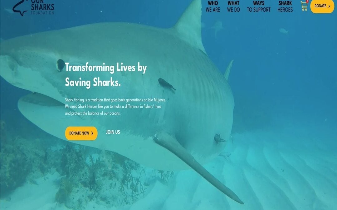 Saving Our Sharks Foundation | Nonprofit Website Design Service